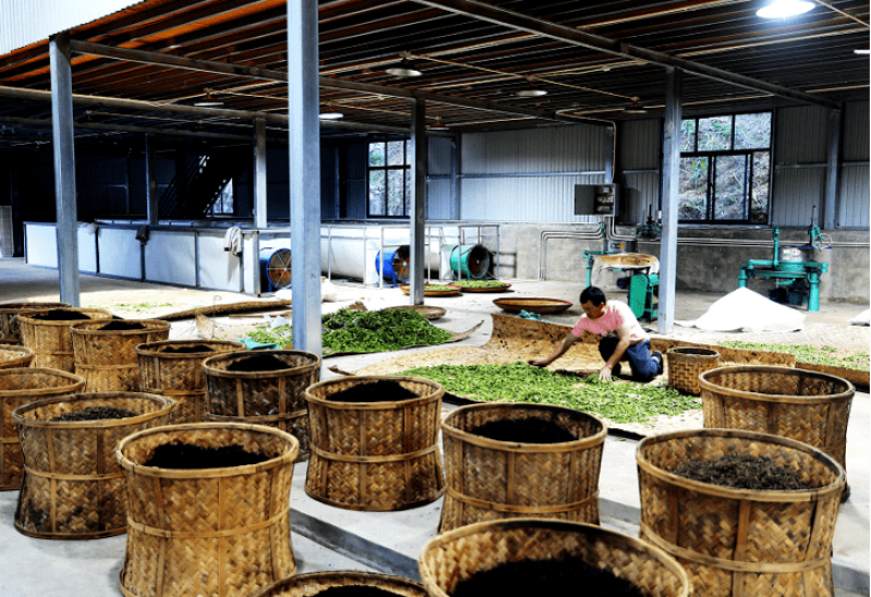 茶叶加工机械设备全套:从传统到现代,一步到位