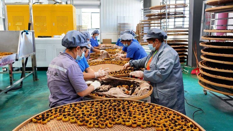 如何在收茶青时赚取差价