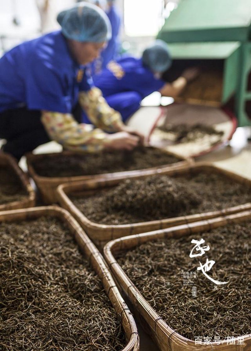 茶叶加工工人:如何提升你的技艺与效率