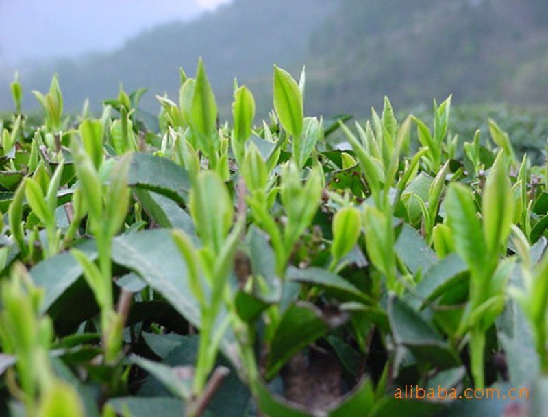 茶叶加工机械设备全套,如何选择?