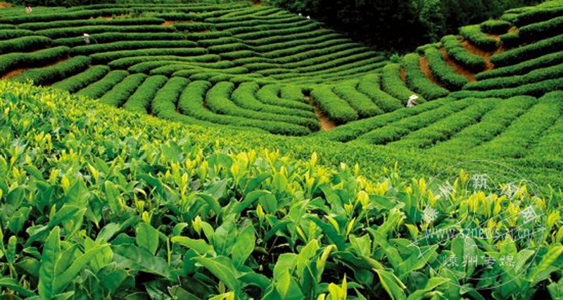 嵊州茶叶